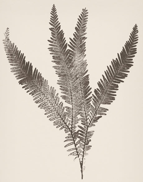 Nature Print XVI