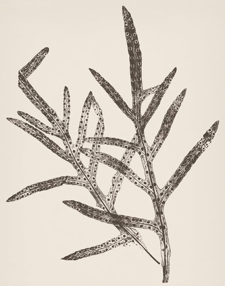 Nature Print XVII