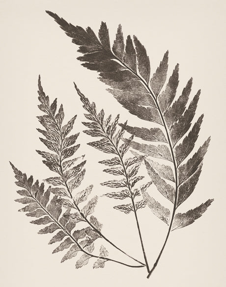 Nature Print XVIII