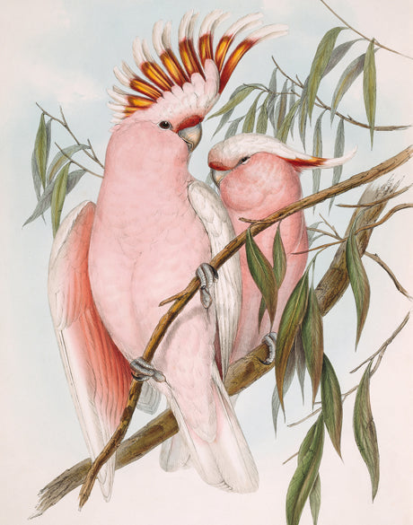 Splendid Bird II (Canvas)