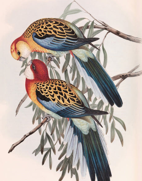 Splendid Bird IV