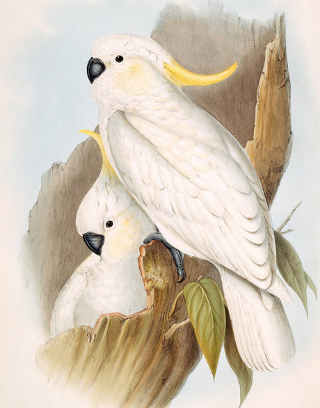 Splendid Bird V (Canvas)