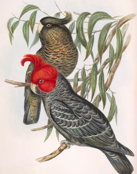 Splendid Bird VI (Canvas)