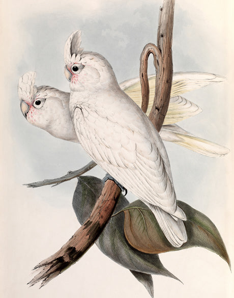 Splendid Bird VII (Canvas)