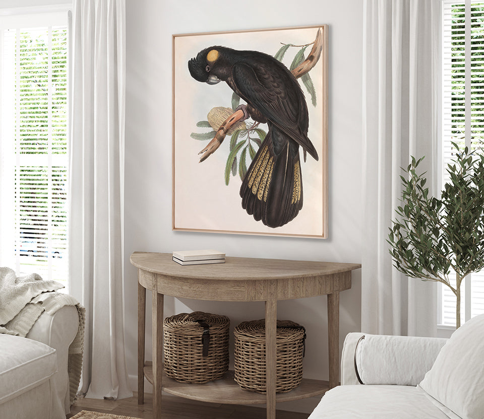 Splendid Bird VIII (Canvas)