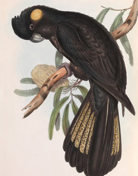 Splendid Bird VIII (Canvas)