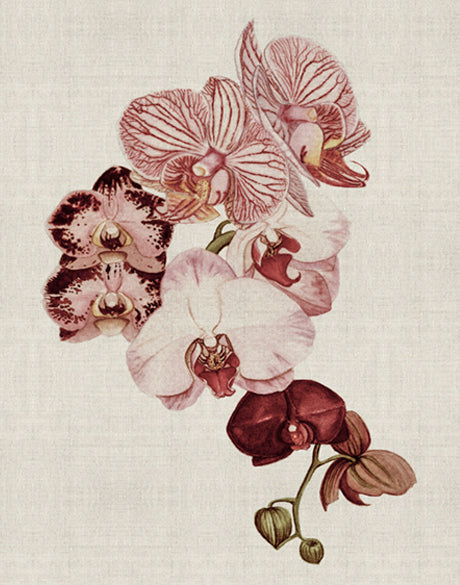 Delicate Orchid Bouquet I (Canvas)