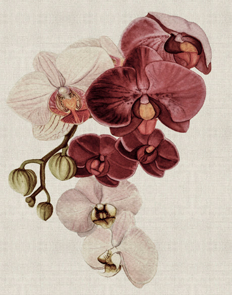 Delicate Orchid Bouquet II