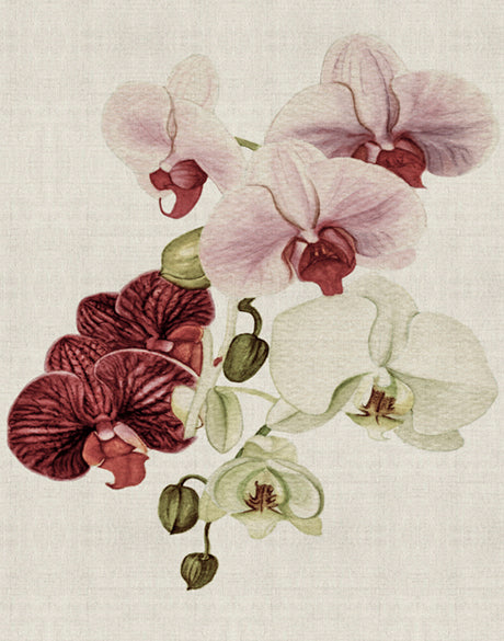 Delicate Orchid Bouquet III