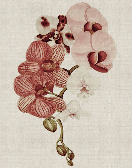 Delicate Orchid Bouquet IV