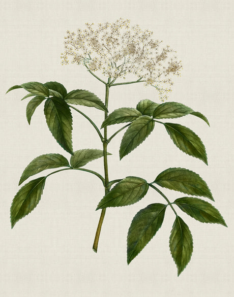Tiverton Floral V (Canvas)