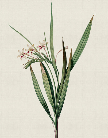 Tiverton Floral VII