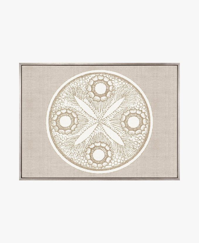 Le Diatomee V (Canvas)