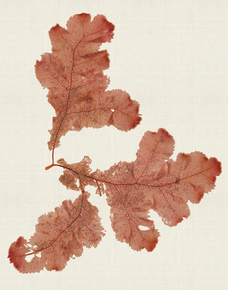 Seaweed Subject VIII (Red) (Canvas)