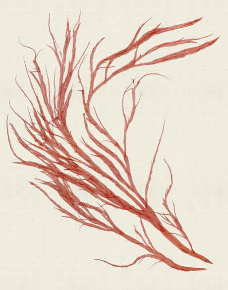 Seaweed Subject IX (Red)