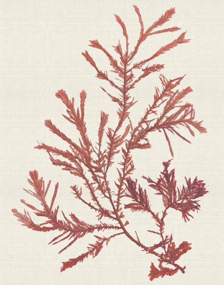 Seaweed Subject XII (Red) (Canvas)