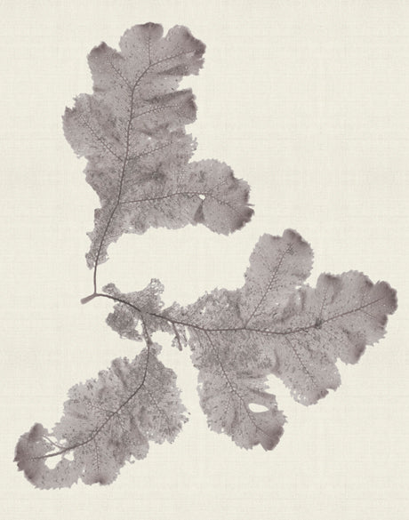 Seaweed Subject XIV (Taupe) (Canvas)