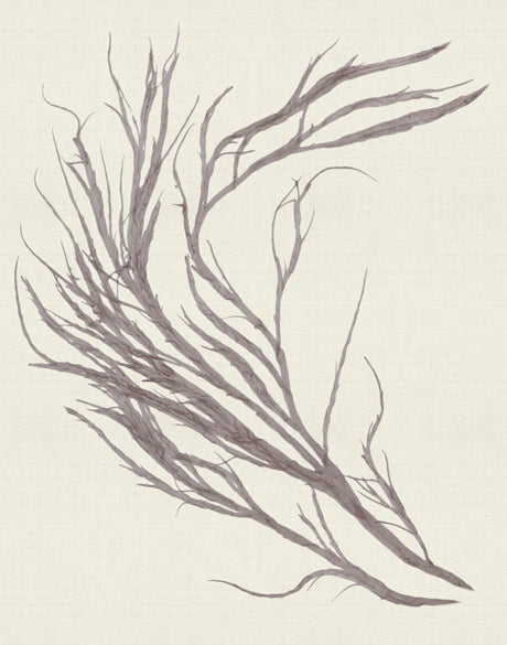 Seaweed Subject XV (Taupe) (Canvas)