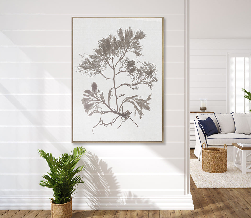 Seaweed Subject XVI (Taupe) (Canvas)