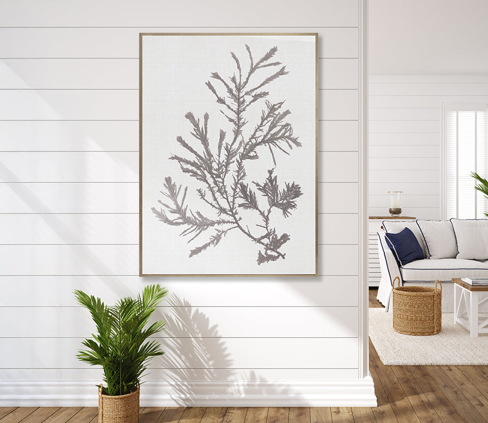 Seaweed Subject XVIII (Taupe) (Canvas)