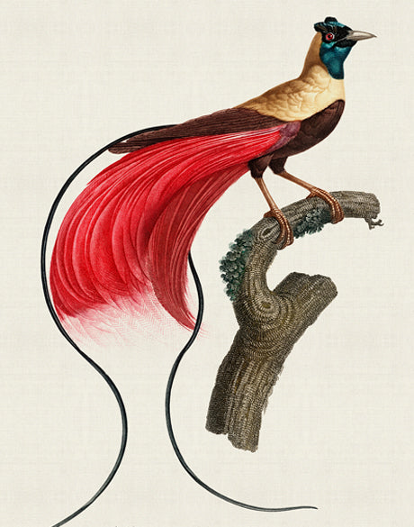 Forest Bird IV (Canvas)