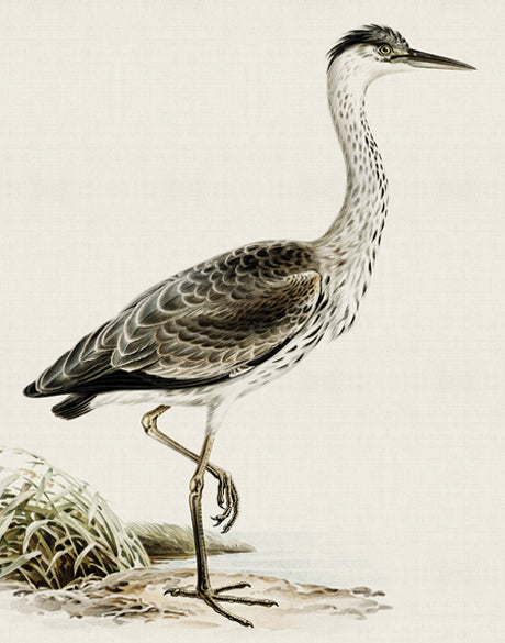 Vintage Waterbird II (Canvas)