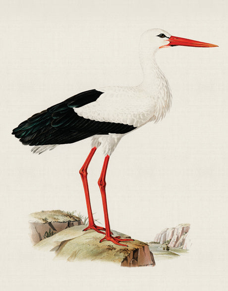Vintage Waterbird III (Canvas)