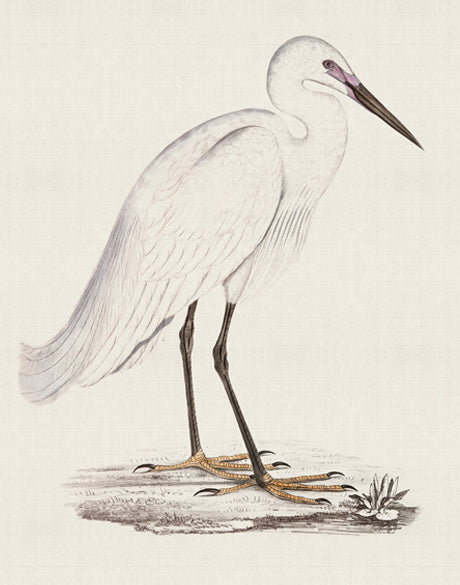 Vintage Waterbird VI (Canvas)