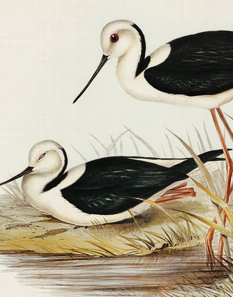 Vintage Waterbird VII (Canvas)