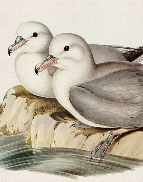 Vintage Waterbird VIII (Canvas)