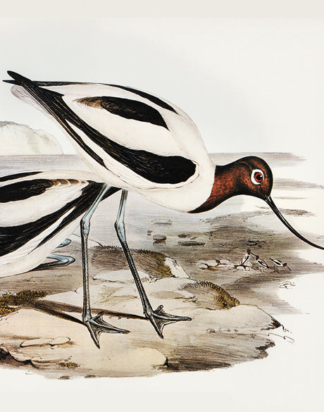 Vintage Waterbird IX (Canvas)