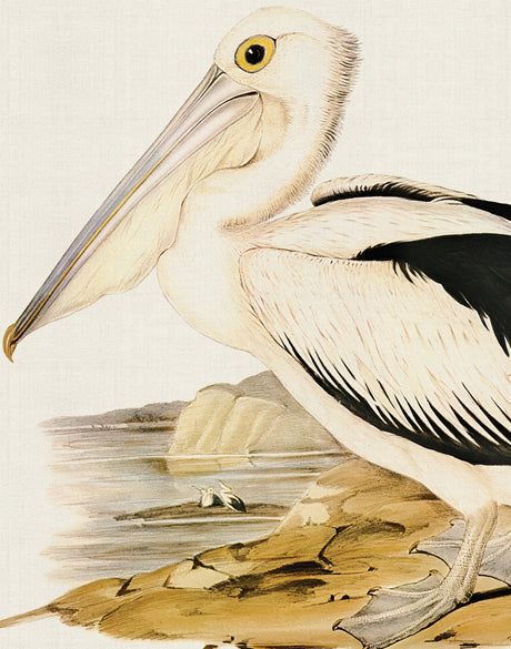 Vintage Waterbird X (Canvas)