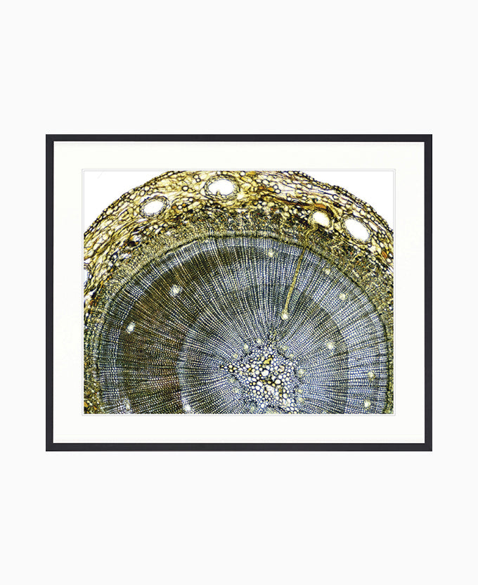 Nature's Abstract II